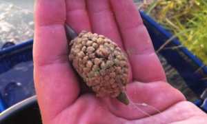 Уловистая оснастка метод