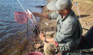 Чехонь на фидер? Легко!