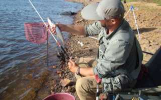 Чехонь на фидер? Легко!