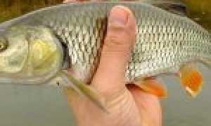 Ловля голавля на спиннинг