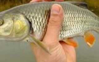 Ловля голавля на спиннинг