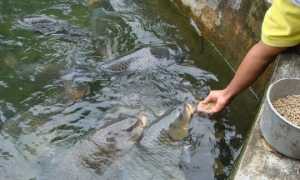 Чем питаются рыбы в водоемах?