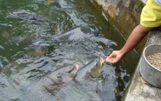 Чем питаются рыбы в водоемах?