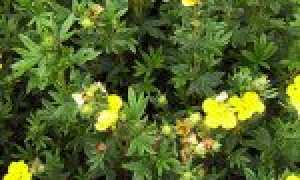 14 цветущих многолетних кустарников, которые считаются неприхотливыми и очень красиво выглядят