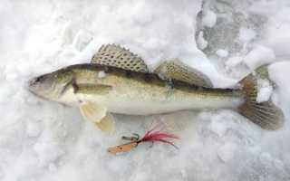 Бокоплавы для зимней рыбалки