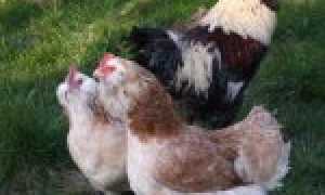 Фавероль (порода кур): фото, описание, разведение, отзывы