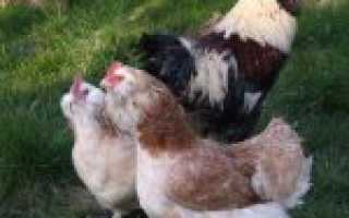 Фавероль (порода кур): фото, описание, разведение, отзывы