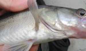 Как правильно? Ловля судака на отводной поводок