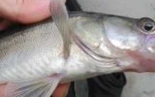 Как правильно? Ловля судака на отводной поводок