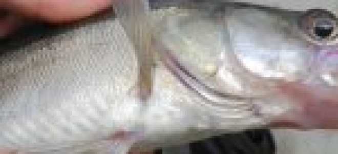 Как правильно? Ловля судака на отводной поводок