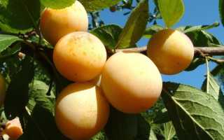 Слива – описание 22 самых популярных сортов: желтая, ренклод, венгерка и другие (Фото & Видео) +Отзывы