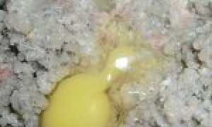 Готовим котлеты из речного окуня