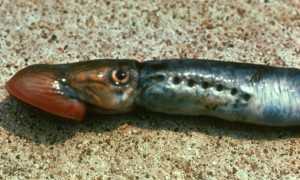 Минога рыба. Образ жизни и среда обитания миноги