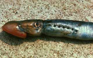 Минога рыба. Образ жизни и среда обитания миноги