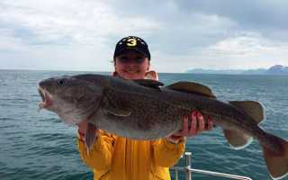 Снасти для ловли трески