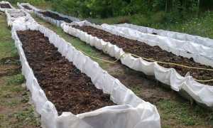 Как разводить червей дома и на даче