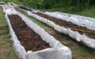 Как разводить червей дома и на даче