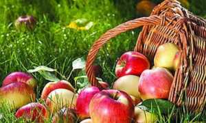 Ранние яблони для выращивания в разных регионах России, в Белоруссии и на Украине