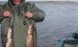 Лещ вазузского и яузского водохранилищ