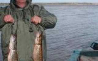 Лещ вазузского и яузского водохранилищ