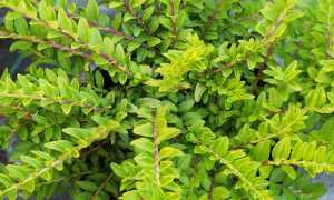 9 вечнозеленых кустарников, которые превратят вашу дачу в райский уголок