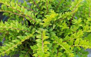 9 вечнозеленых кустарников, которые превратят вашу дачу в райский уголок