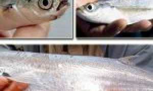 Чехонь рыба. Образ жизни и среда обитания рыбы чехонь