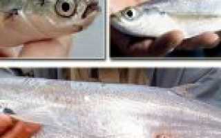 Чехонь рыба. Образ жизни и среда обитания рыбы чехонь