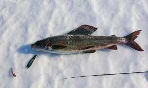 Мормышки на хариуса