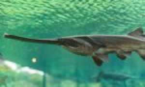 Рыба-единорог очень похожа на буратино