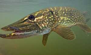 Чем питаются рыбы в зимнее время