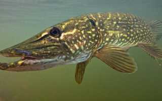 Чем питаются рыбы в зимнее время