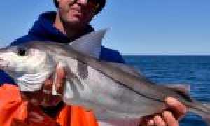 Пикша: морская рыба или речная?