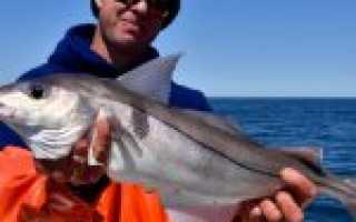 Пикша: морская рыба или речная?