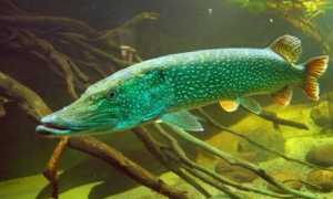 Возраст щуки по весу